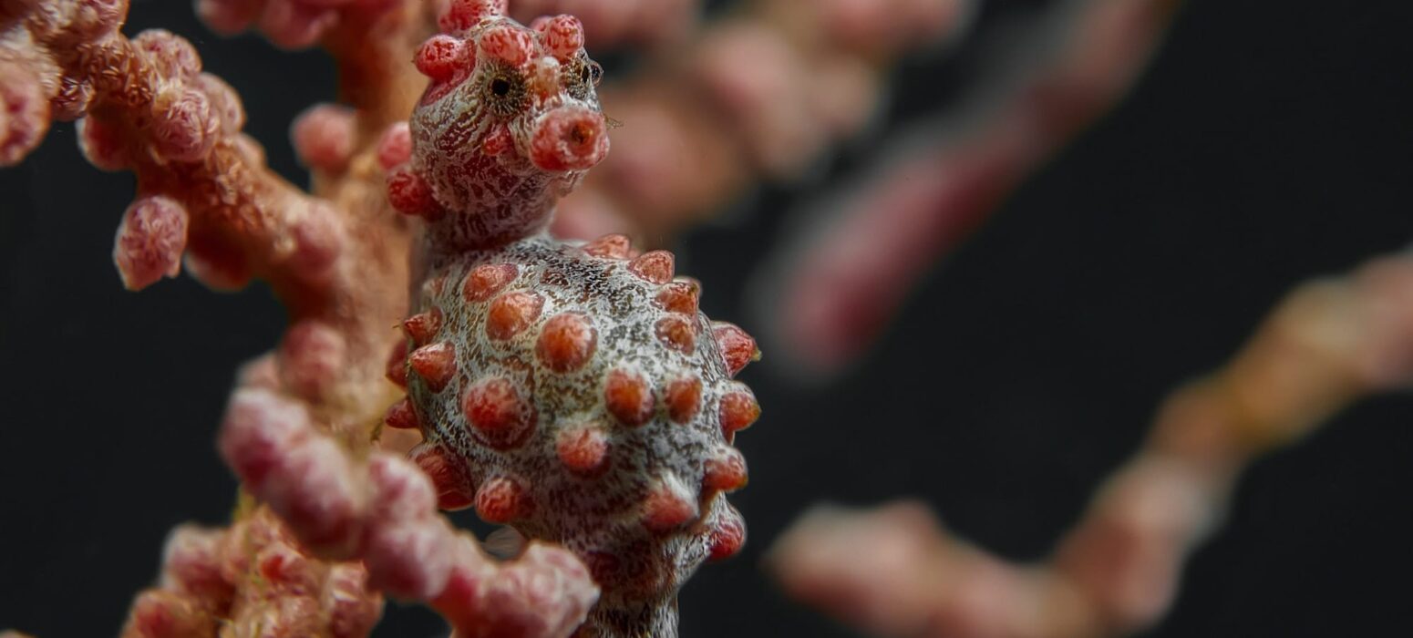 dorothea-oldani-4mD7sa9axAE-unsplash