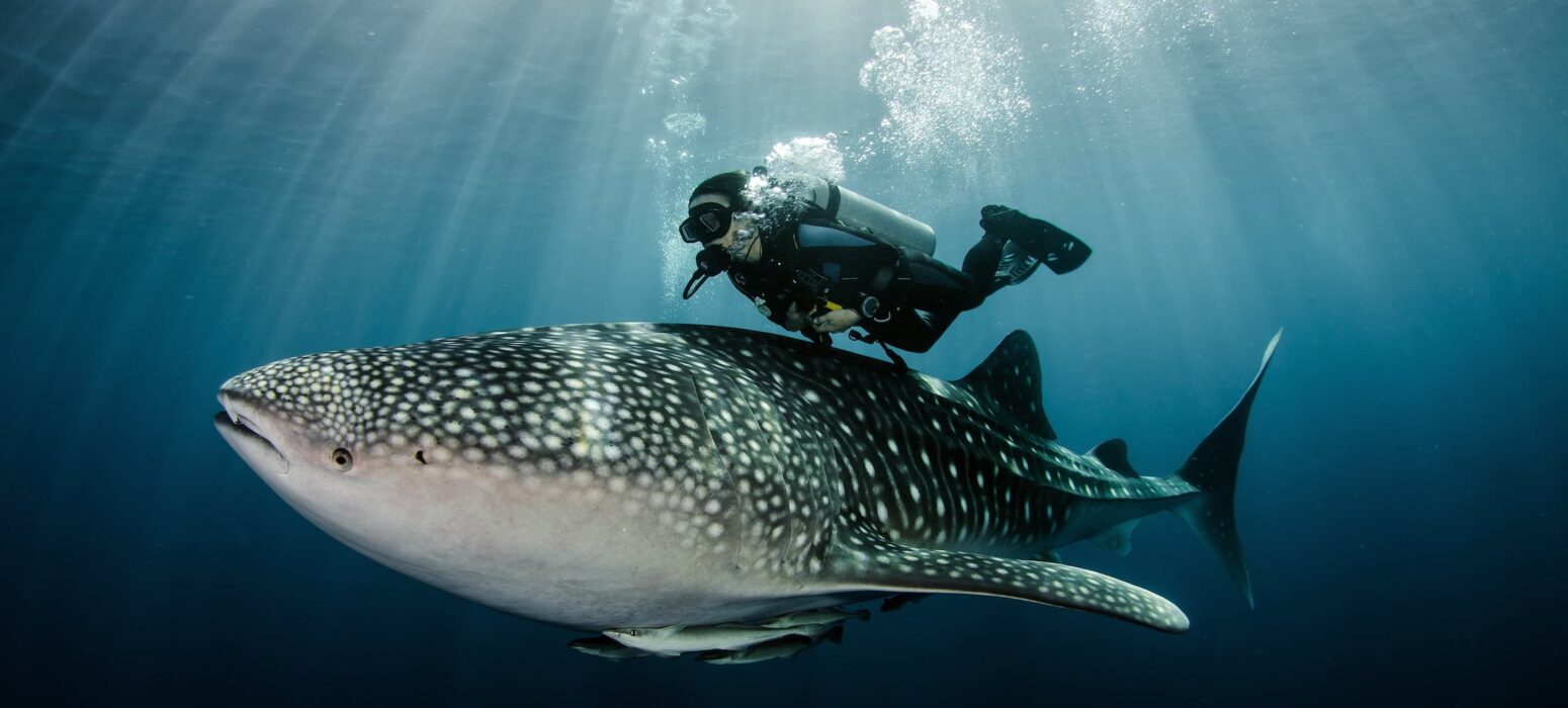 shutterstock_505241068