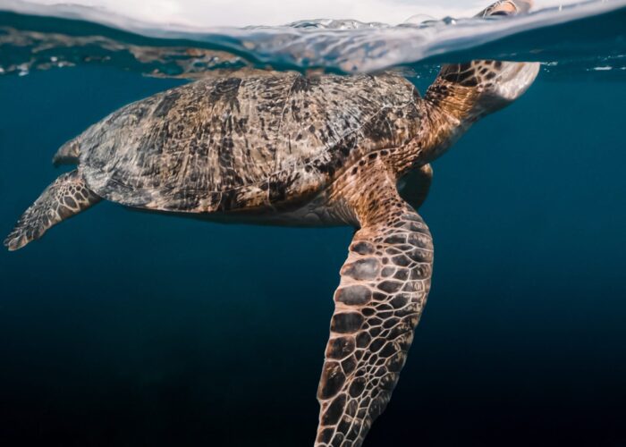 victor-ene-CmRp_0MG8f0-unsplash